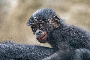 Alles über Bonobo, Gorilla & Co.